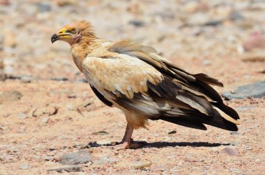 Mısır akbabası (Neophron Percnopterus) üzerinde plaj, Umman Denizi, Sokotra, Yemen