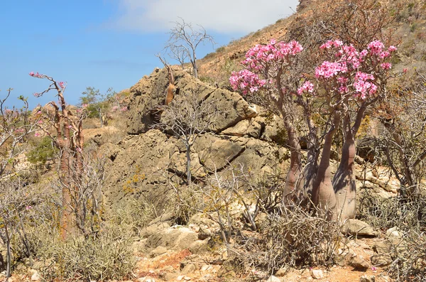 Yemen, socotra, takken van fles boom (woestijn rose - Woestijnroos obesum) — Stockfoto