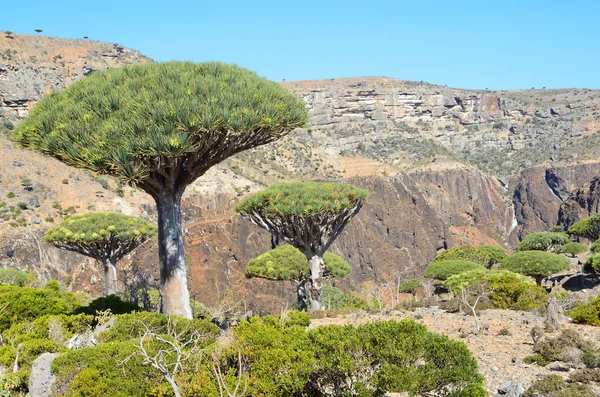 Yemen, Socotra, dragon trees on Diksaml plateau — Stock Photo, Image