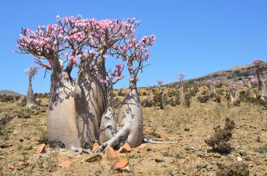 Yemen, Sokotra, şişe ağaçlar (çöl gülü - adenium obesum) mumi Yaylası