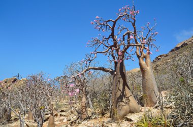 Yemen, Sokotra, şişe ağaçlar (çöl gülü - adenium obesum)