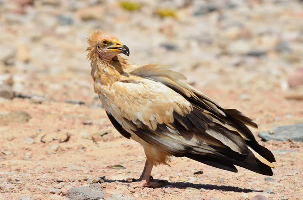 Abutre egípcio (Neophron Percnopterus) na praia do mar da Arábia, Socotra, Iêmen — Fotografia de Stock