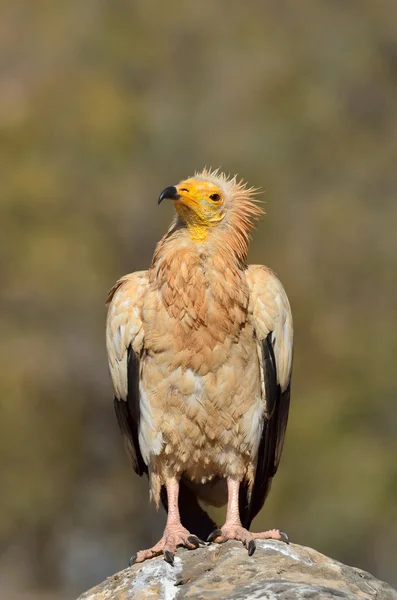 Abutre egípcio (Neophron Percnopterus) no abutre egípcio (Neophron Percnopterus) senta-se na pedra, Socotra, Iêmen — Fotografia de Stock