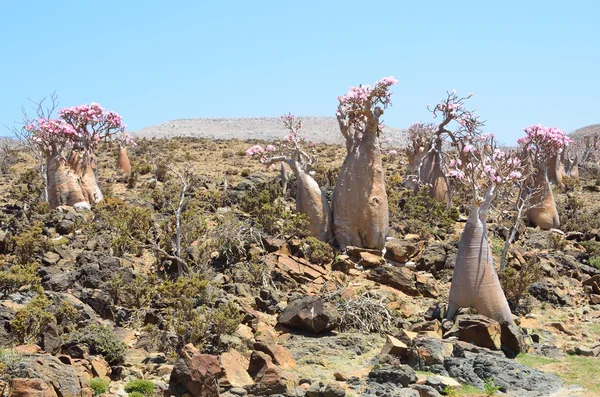 Yemen, Socotra, árboles de botella (rosa del desierto - adenium jalá) en la meseta de Mumi —  Fotos de Stock