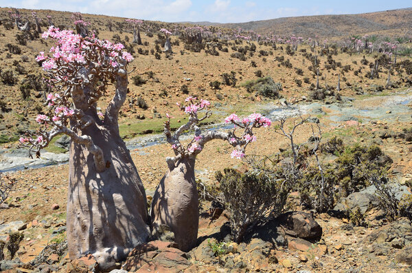 Yemen, Socotra, bottle trees (desert rose - adenium obesum) on Mumi plateau