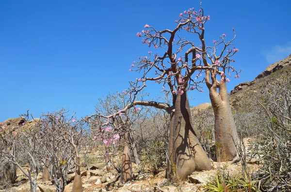 イエメン ソコトラ、ボトルの木 (砂漠ローズ - 他の-花卉 obesum) — ストック写真