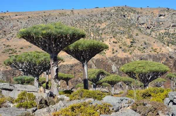 Yemen, socotra, drakenbomen op diksaml plateau — Stockfoto