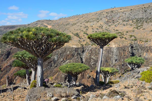 Yemen, socotra, drakenbomen op diksaml plateau — Stockfoto