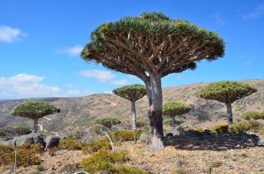 Yemen, Sokotra, dragon ağaçta diksam Yaylası
