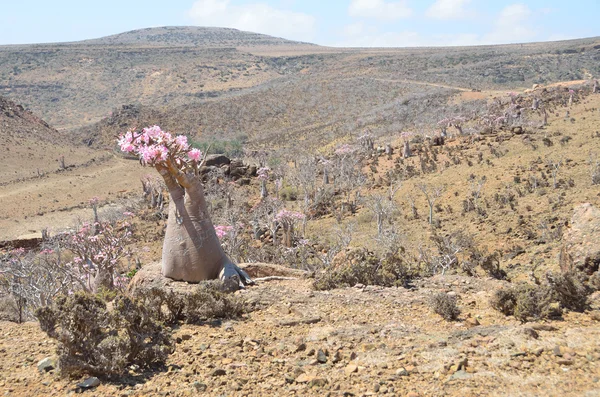 예멘 소코트, 병 나무 (사막 로즈-adenium obesum)에 mumi 고원 — 스톡 사진