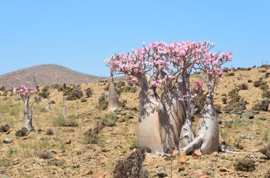 Yemen, Sokotra, şişe ağaçlar (çöl gülü - adenium obesum) mumi Yaylası