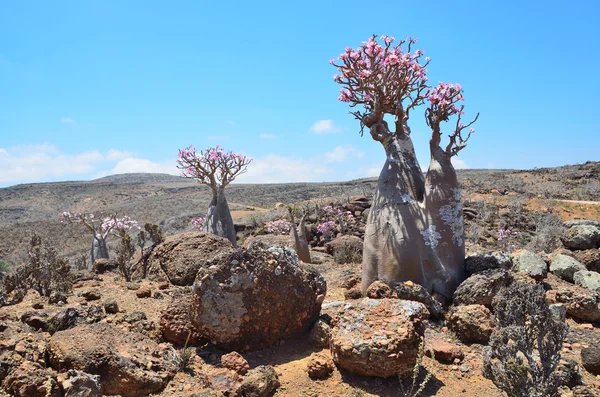 Yemen, Socotra, árboles de botella (rosa del desierto - adenium jalá) en la meseta de Mumi —  Fotos de Stock