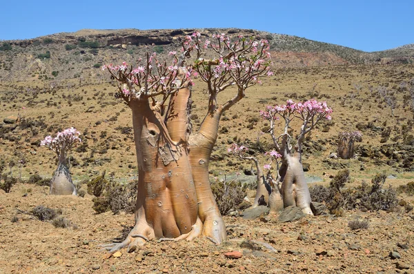 Yemen, Socotra, árboles de botella (rosa del desierto - adenium jalá) en la meseta de Mumi —  Fotos de Stock