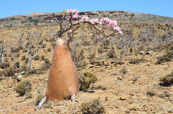 Yemen, Socotra, árboles de botella (rosa del desierto - adenium jalá) en la meseta de Mumi — Foto de Stock