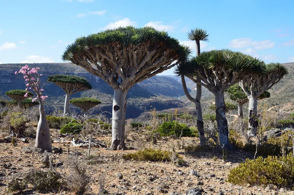 Йемен, Сокотра, драконьи деревья на плато Диксам — стоковое фото