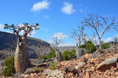 Yemen, Sokotra, şişe ağaçlarda (çöl gülü - adenium obesum) kalesam gorge
