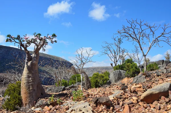 Jemen, Sokotra, Flaschenbäume (Wüstenrose - Adenium obesum) in der Kalesam-Schlucht — Stockfoto
