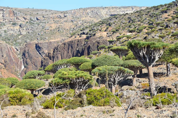 Yemen, Socotra, dragon trees on Diksam plateau — Stock Photo, Image