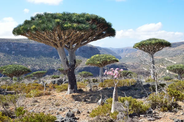 Йемен, Сокотра, драконьи деревья на плато Диксам — стоковое фото