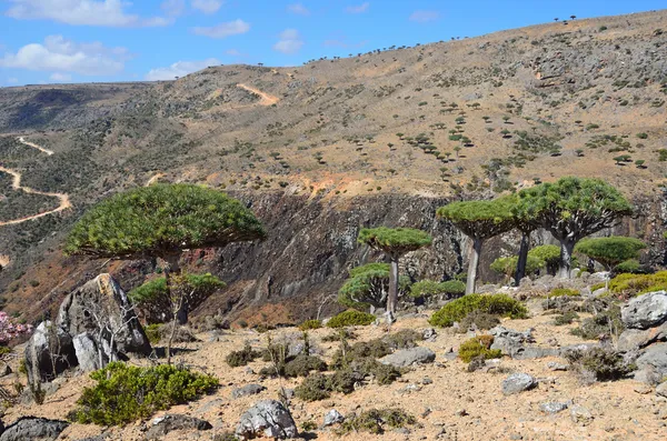 Jemen, socotra, dračí stromy na diksam plošině — Stock fotografie