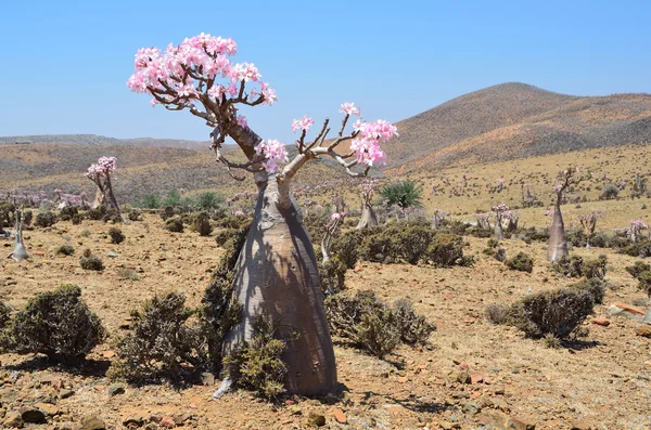 Yémen, Socotra, arbres à bouteilles (rose du désert - adénium obesum) sur le plateau de Mumi — Photo