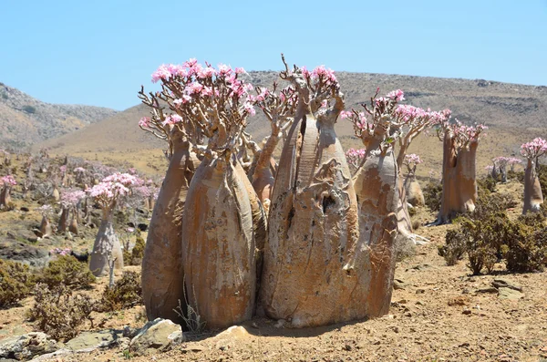 Yemen, Socotra, alberi da bottiglia (rosa del deserto - adenium obesum) sull'altopiano di Mumi — Foto Stock