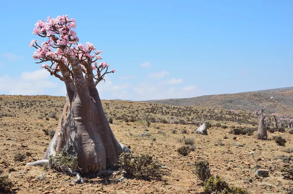 Йемен, Сокотра, бутылочные деревья (пустынная роза - ожирение адениума) на плато Муми — стоковое фото