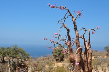 Yemen, Socotra, branches of bottle tree (desert rose - adenium obesum) clipart