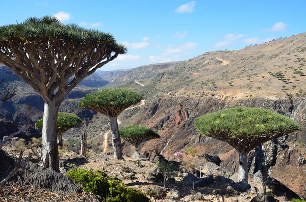 Yemen, Socotra, dragones en la meseta de Diksam — Foto de Stock