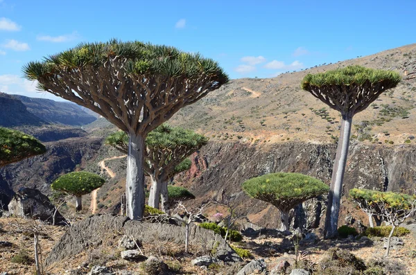 Yemen, Socotra, dragon trees on Diksam plateau — Stock Photo, Image