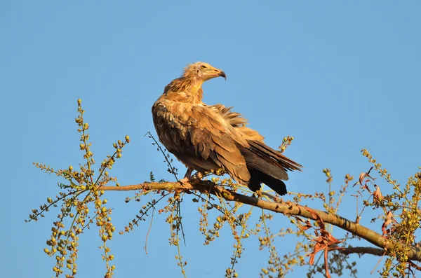 O vultur (Neophron Percnopterus) senta-se no ramo da árvore — Fotografia de Stock