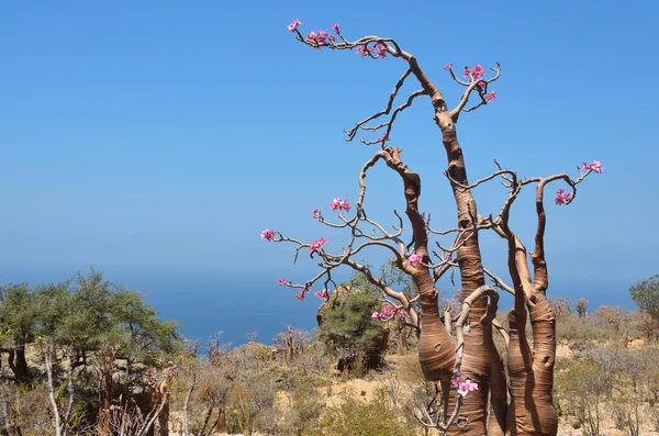 Yemen, Socotra, branches of bottle tree (desert rose - adenium obesum) — Stock Photo, Image