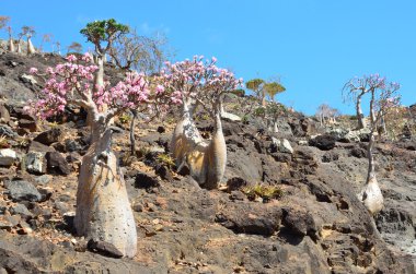 Yemen, Sokotra, şişe ağaçlarda (çöl gülü - adenium obesum) kalesan gorge
