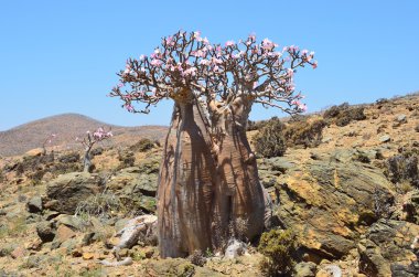 Yemen, Sokotra, şişe ağaçlar (çöl gülü - adenium obesum) mumi Yaylası