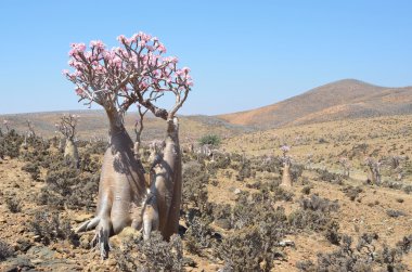 Yemen, Sokotra, şişe ağaçlar (çöl gülü - adenium obesum) mumi Yaylası