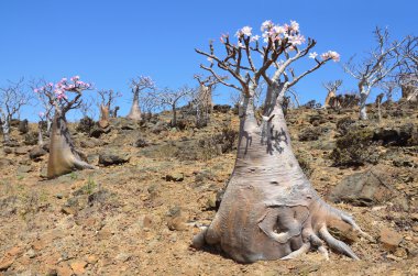 Yemen, Sokotra, şişe ağaçlar (çöl gülü - adenium obesum) mumi Yaylası