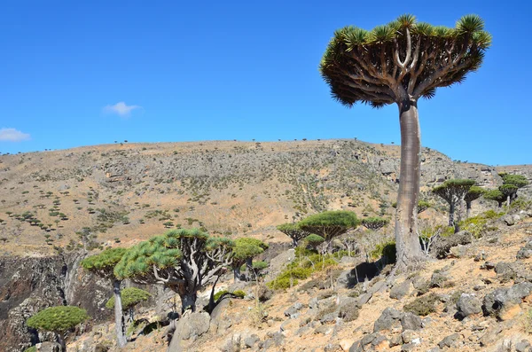 Yemen, Socotra, dragon trees on Diksam plateau — Stock Photo, Image