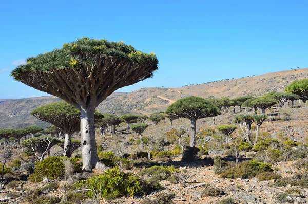 Yemen, socotra, drakenbomen op diksam plateau — Stockfoto