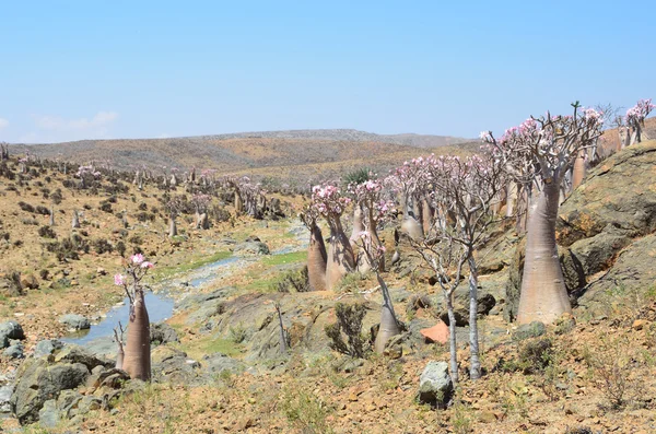 Yemen, Socotra, árboles de botella (rosa del desierto - adenium jalá) en la meseta de Mumi — Foto de Stock