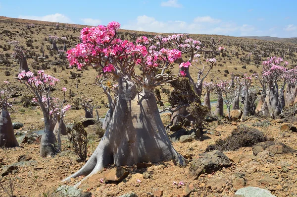 Йемен, Сокотра, бутылочные деревья (пустынная роза - ожирение адениума ) — стоковое фото