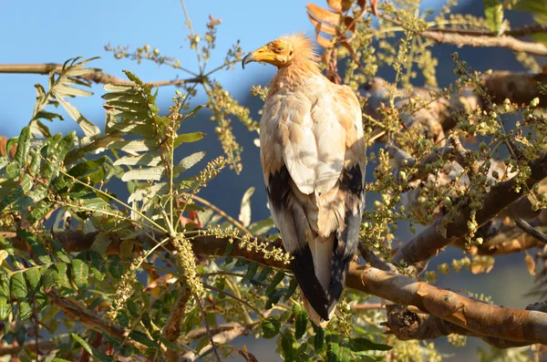 O abutre (Neophron Percnopterus) senta-se no ramo da árvore — Fotografia de Stock