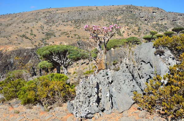 Yemen, Socotra, dragon and bottle trees on Diksam plateau — Stock Photo, Image