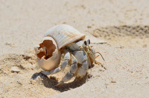 Heremietkreeften op nat zand aan de oever van de Arabische Zee — Stockfoto