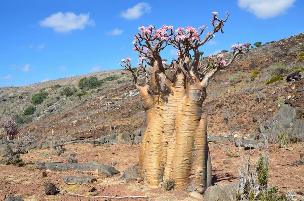 イエメン ソコトラ、ボトルの木 (砂漠ローズ - 他の-花卉 obesum) — ストック写真