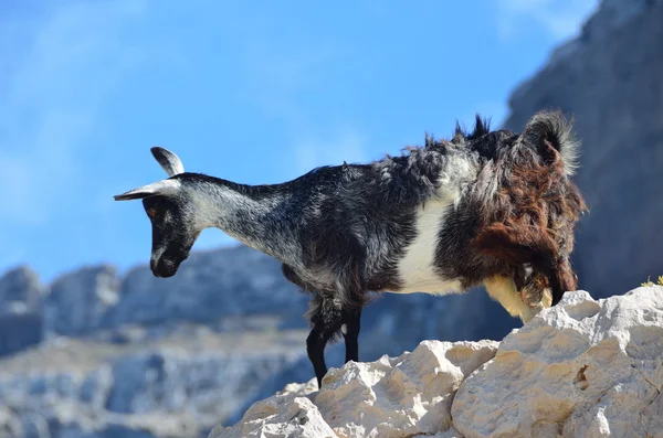 Koza na ostrově Socotra v Jemenu — Stock fotografie