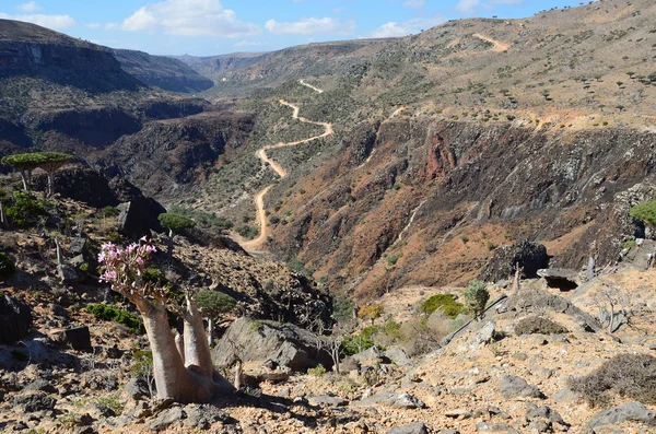 Yemen, Socotra, dragon and bottle trees on Diksam plateau — Stock Photo, Image