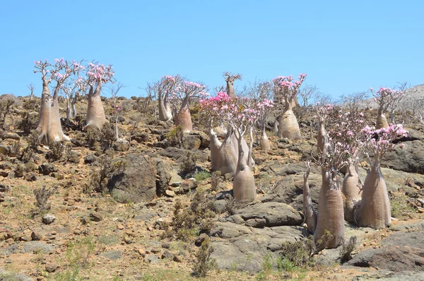 Йемен, Сокотра, бутылочные деревья (пустынная роза - ожирение адениума) на плато Муми — стоковое фото