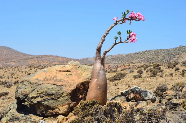 Jemen, socotra, láhev stromy (pouštní růže - adenium obesum) na plošině mumi — Stock fotografie