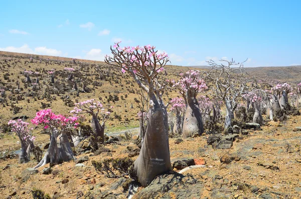 Yemen, socotra, fles bomen (woestijn roos - Woestijnroos obesum) op mumi plateau — Stockfoto