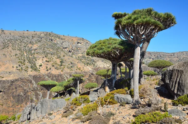 Yemen, socotra, drakenbomen op diksam plateau — Stockfoto